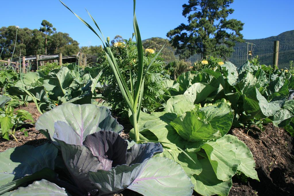 Love Earth Farm Sanddrif Extérieur photo